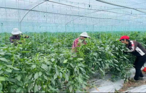市農(nóng)發(fā)集團(tuán)：駐村幫扶踐行動 蔬菜豐收產(chǎn)業(yè)興